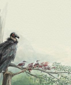 Podróżniczek - sęp - ilustracja